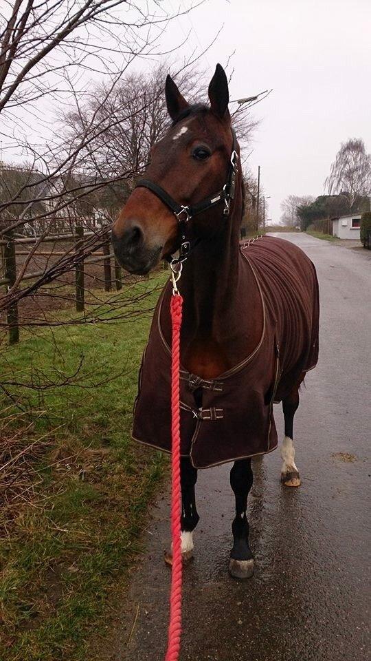 Traver Filur Raun billede 2