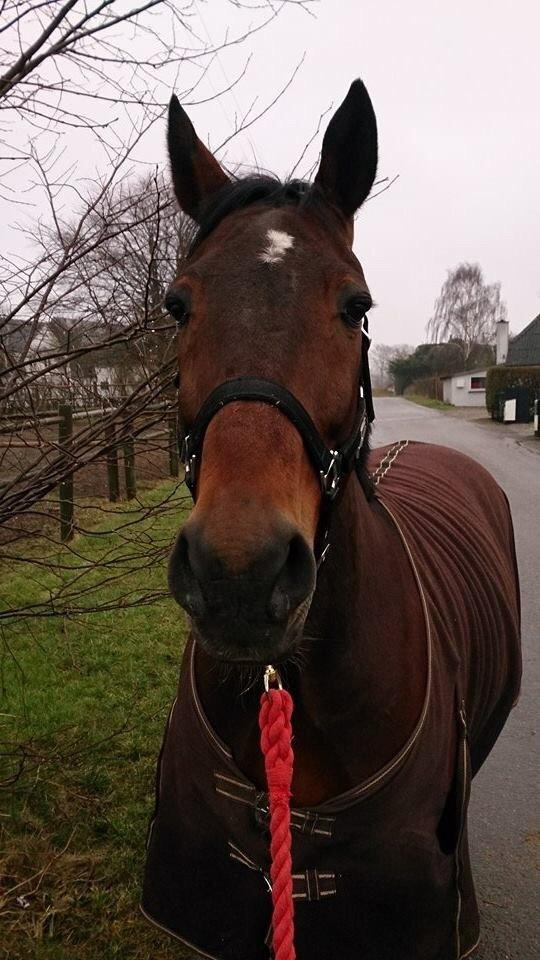 Traver Filur Raun billede 3