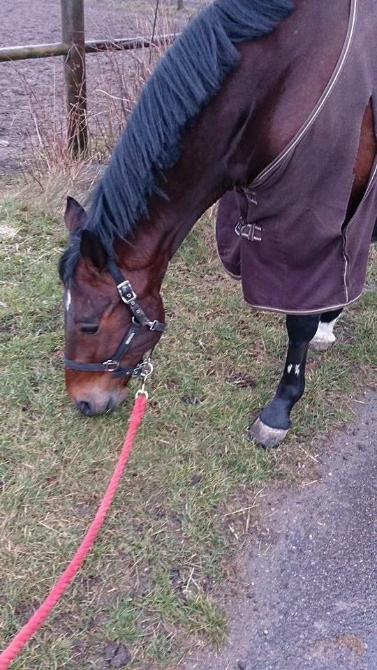 Traver Filur Raun billede 4