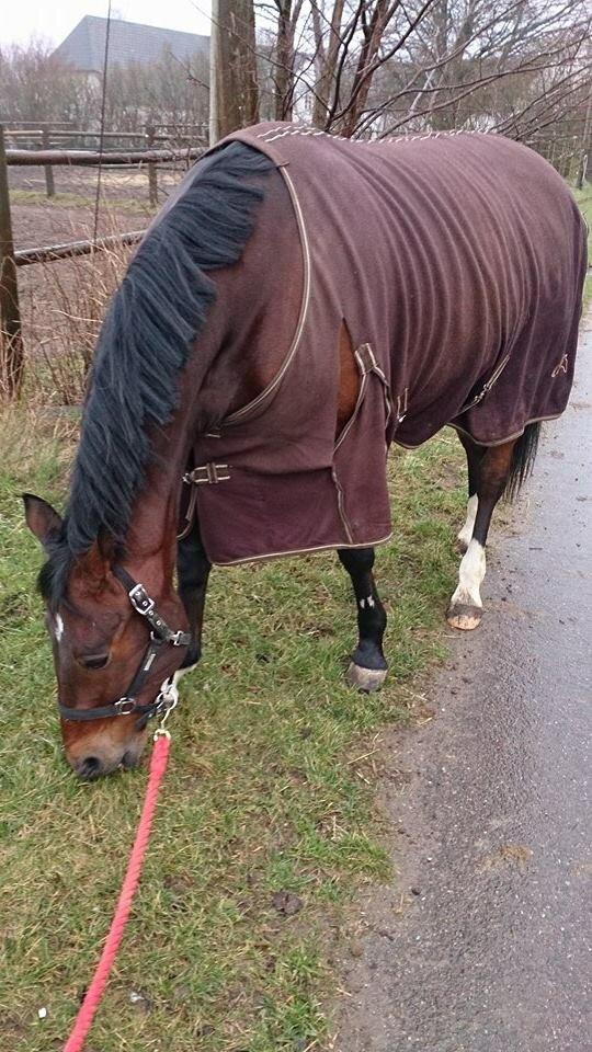 Traver Filur Raun billede 5