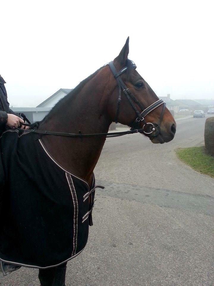 Traver Filur Raun billede 8