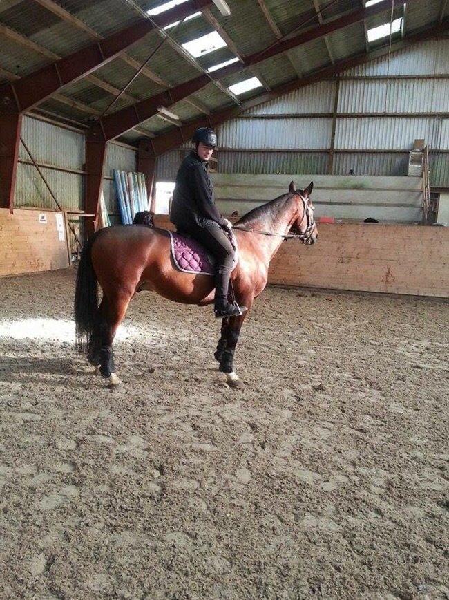 Traver Filur Raun billede 10