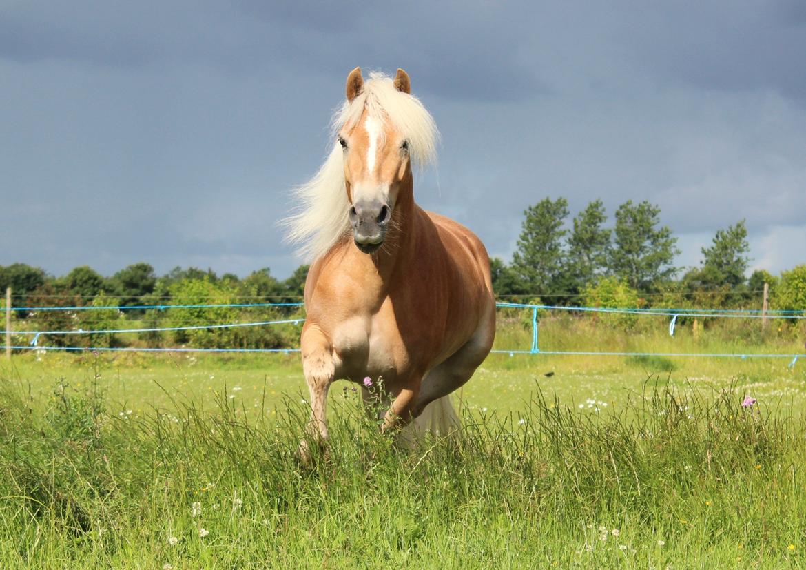 Haflinger Maiwoo van de pieterberg - holder sommerferie <3 mai 3 år gammel :D billede 7