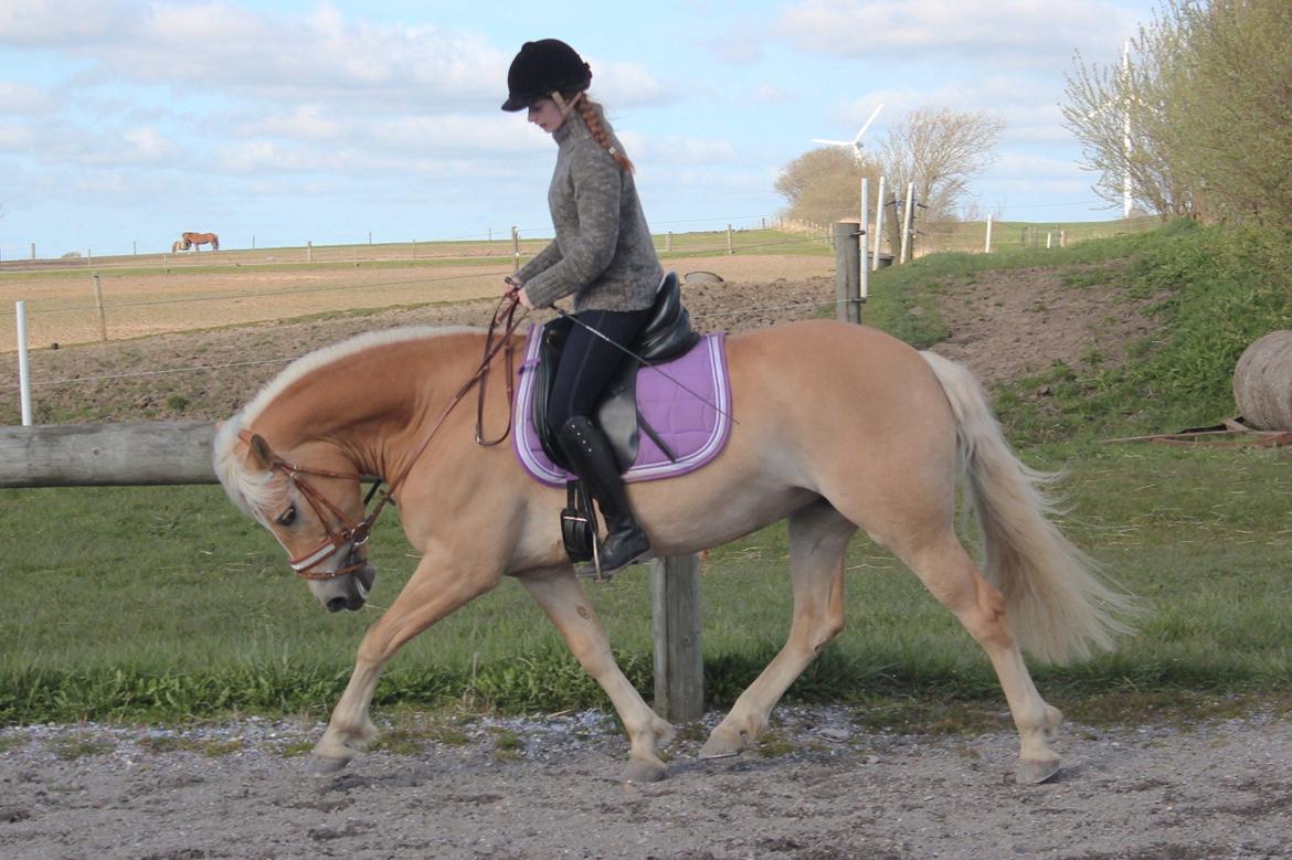 Haflinger Maiwoo van de pieterberg billede 5
