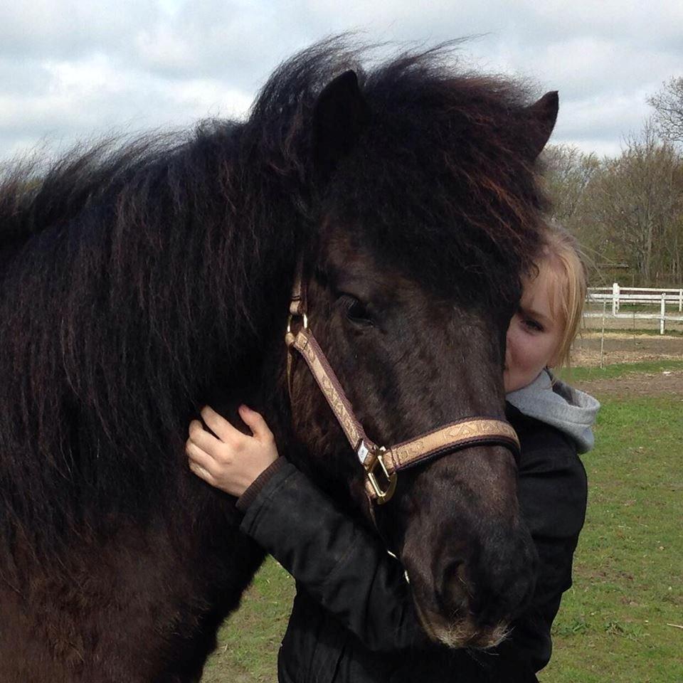 Islænder ímnir fra Egeskov billede 1