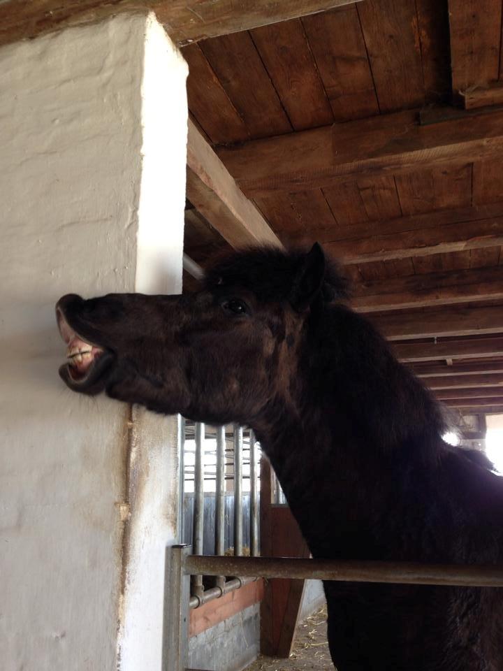 Islænder ímnir fra Egeskov billede 4