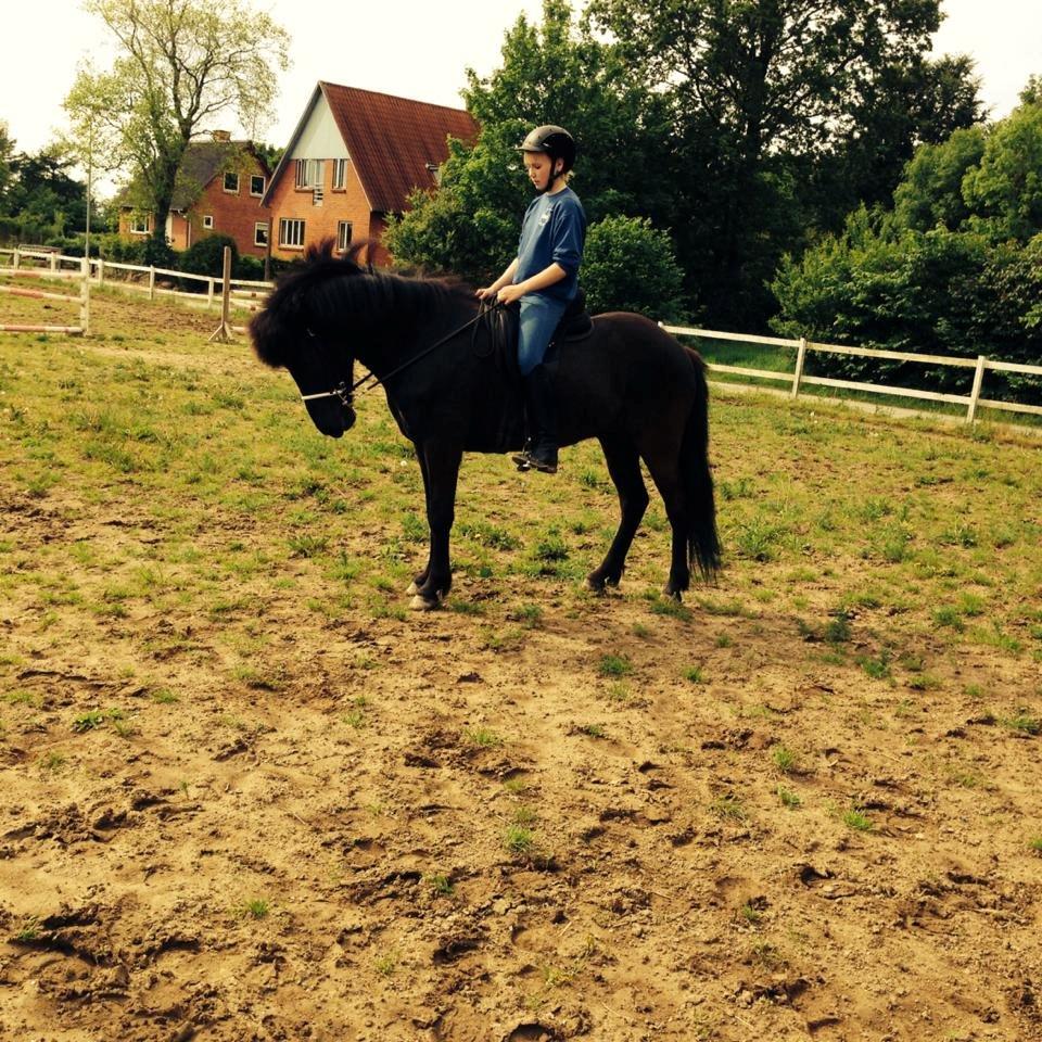 Islænder ímnir fra Egeskov billede 2