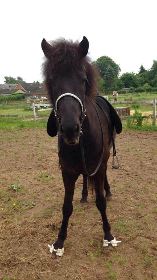 Islænder ímnir fra Egeskov billede 3