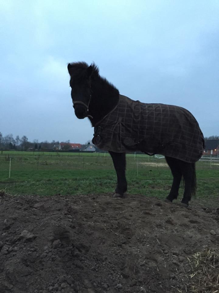 Islænder ímnir fra Egeskov billede 5
