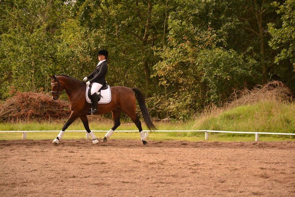 Dansk Varmblod Don Spirit billede 6