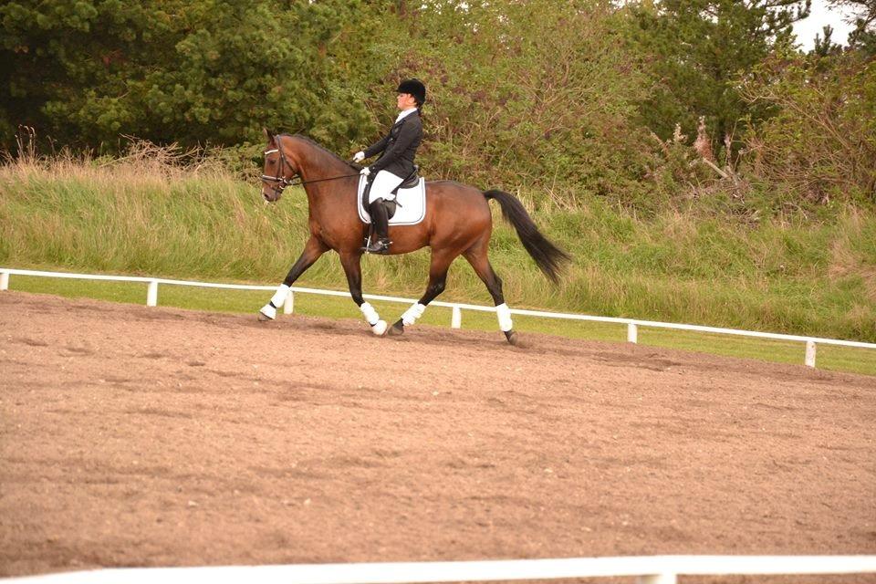 Dansk Varmblod Don Spirit billede 11