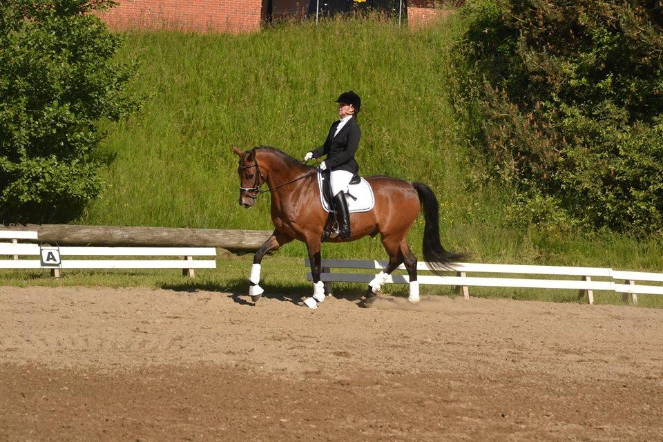 Dansk Varmblod Don Spirit billede 17