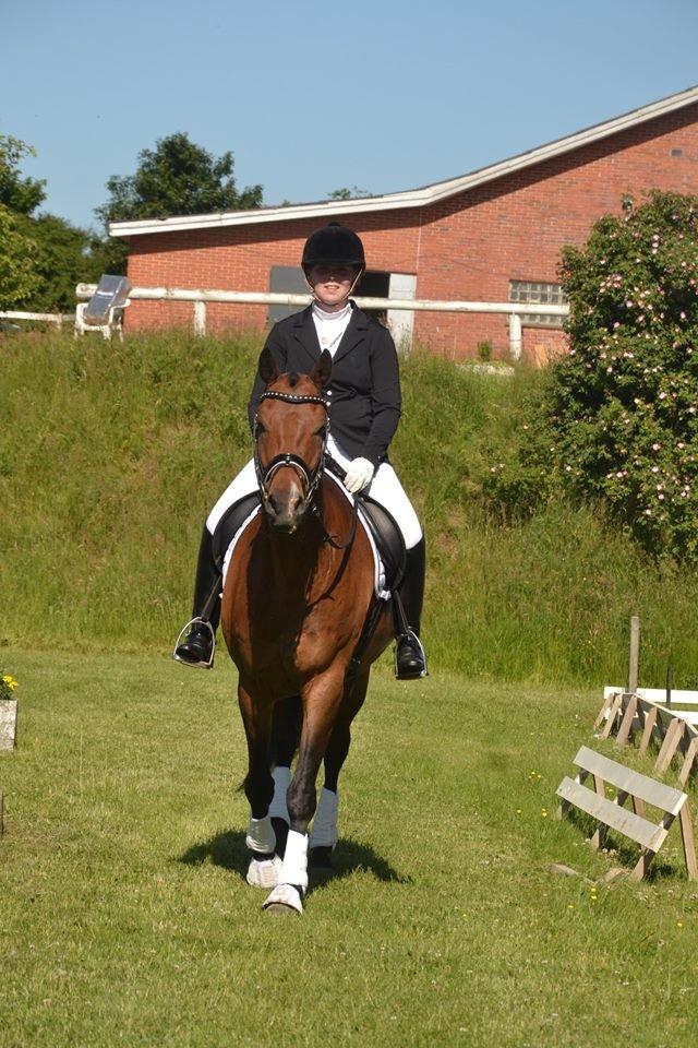 Dansk Varmblod Don Spirit billede 20