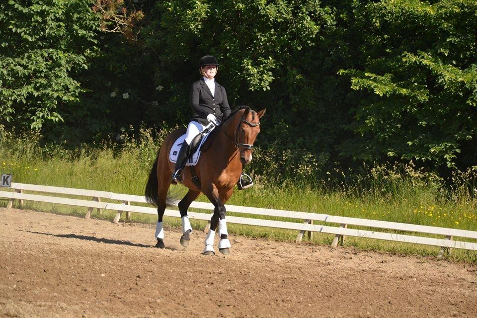 Dansk Varmblod Don Spirit billede 19