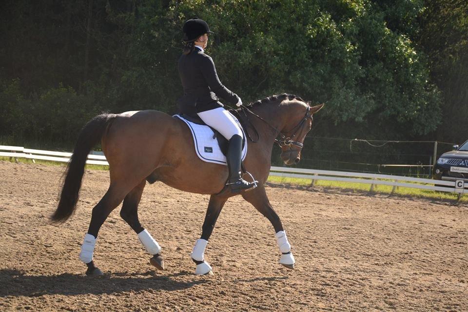 Dansk Varmblod Don Spirit billede 16