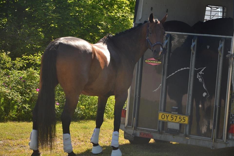 Dansk Varmblod Don Spirit billede 5