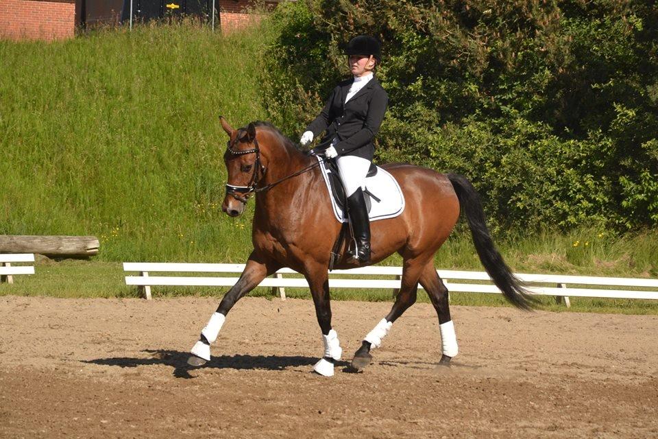 Dansk Varmblod Don Spirit billede 12