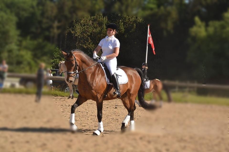 Dansk Varmblod Don Spirit billede 13