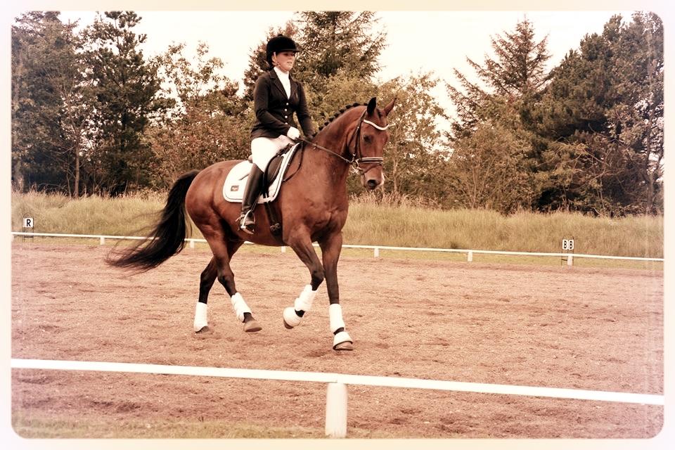 Dansk Varmblod Don Spirit billede 8