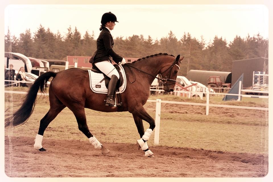 Dansk Varmblod Don Spirit billede 4