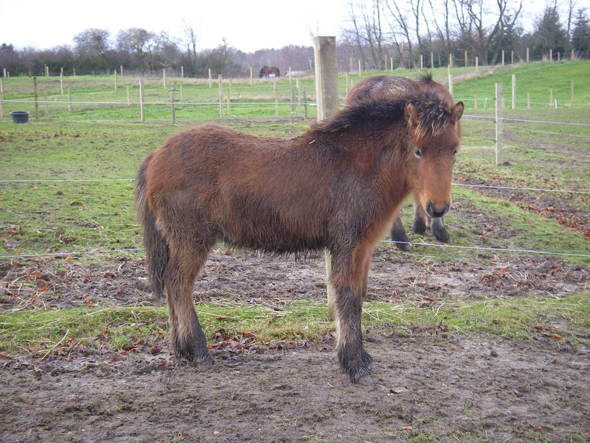Islænder Sjúss fra Hvergi - 6mdr, og lige så glad for mudder som sin mor. billede 14