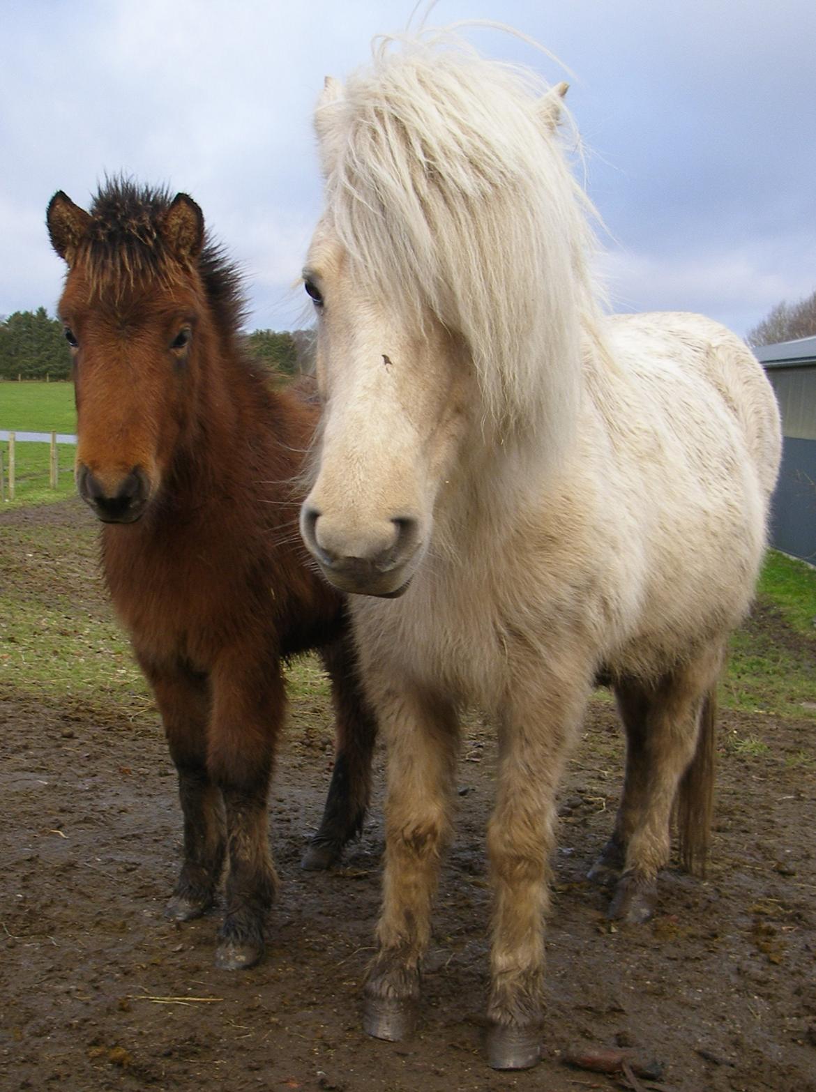 Islænder Sjúss fra Hvergi - 6mdr - med mor billede 13