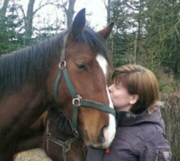 Dansk Varmblod Era Picture - Perfect billede 19