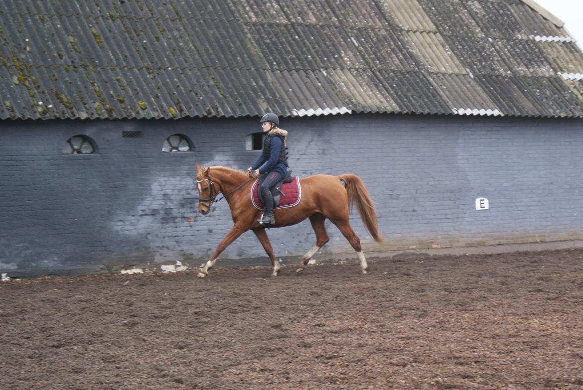 Arabisk fuldblod (OX) Mihrabs Beauty - Træning d. 21-02-15 billede 9