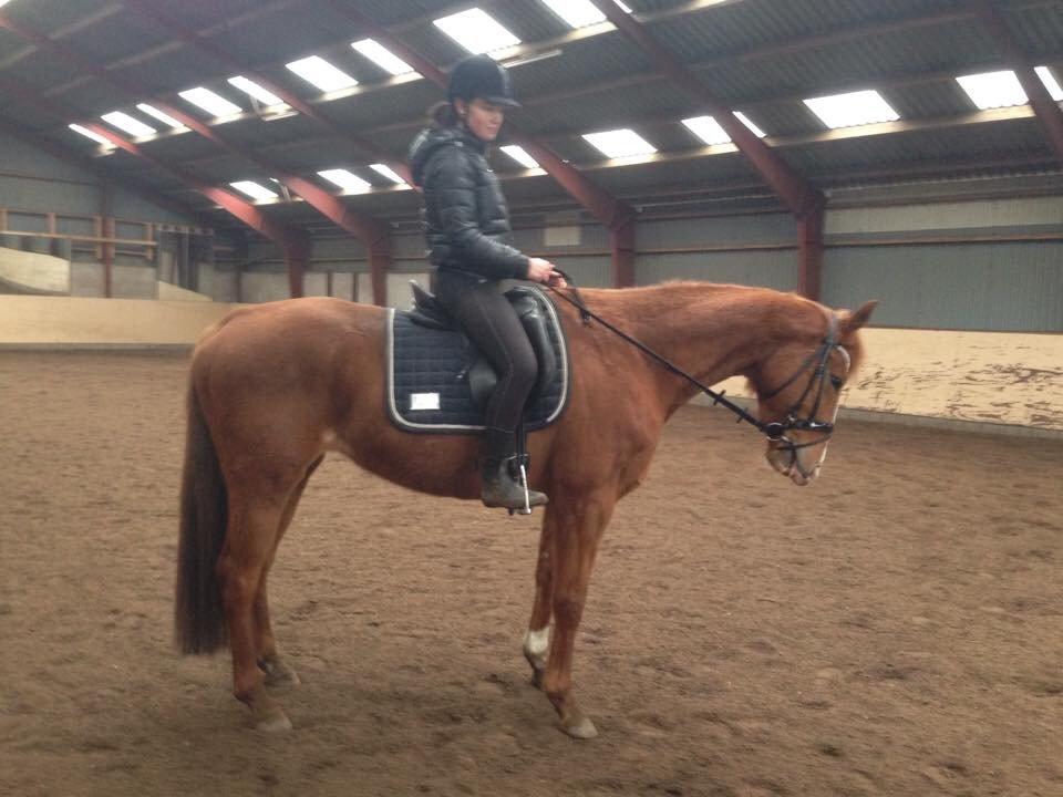 Anden særlig race Silvia billede 4