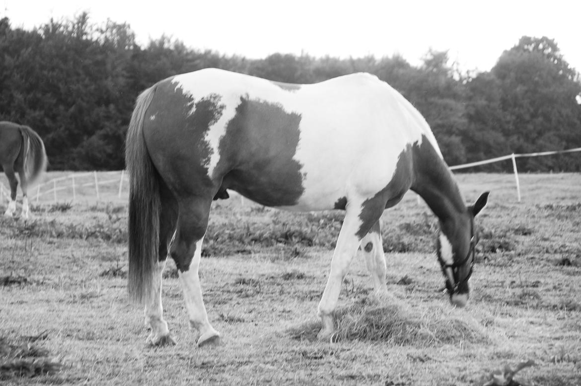 Pinto Arion - På sommerfold, efter han kom til Exmoor billede 11