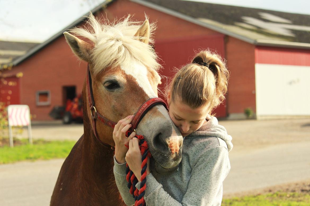 Haflinger Waldfurstir (Waldie) billede 1