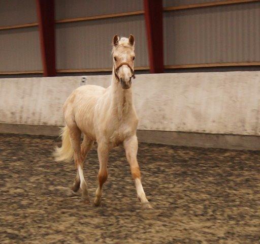 Palomino MOELLEAAENS GOLDEN OHIO billede 15