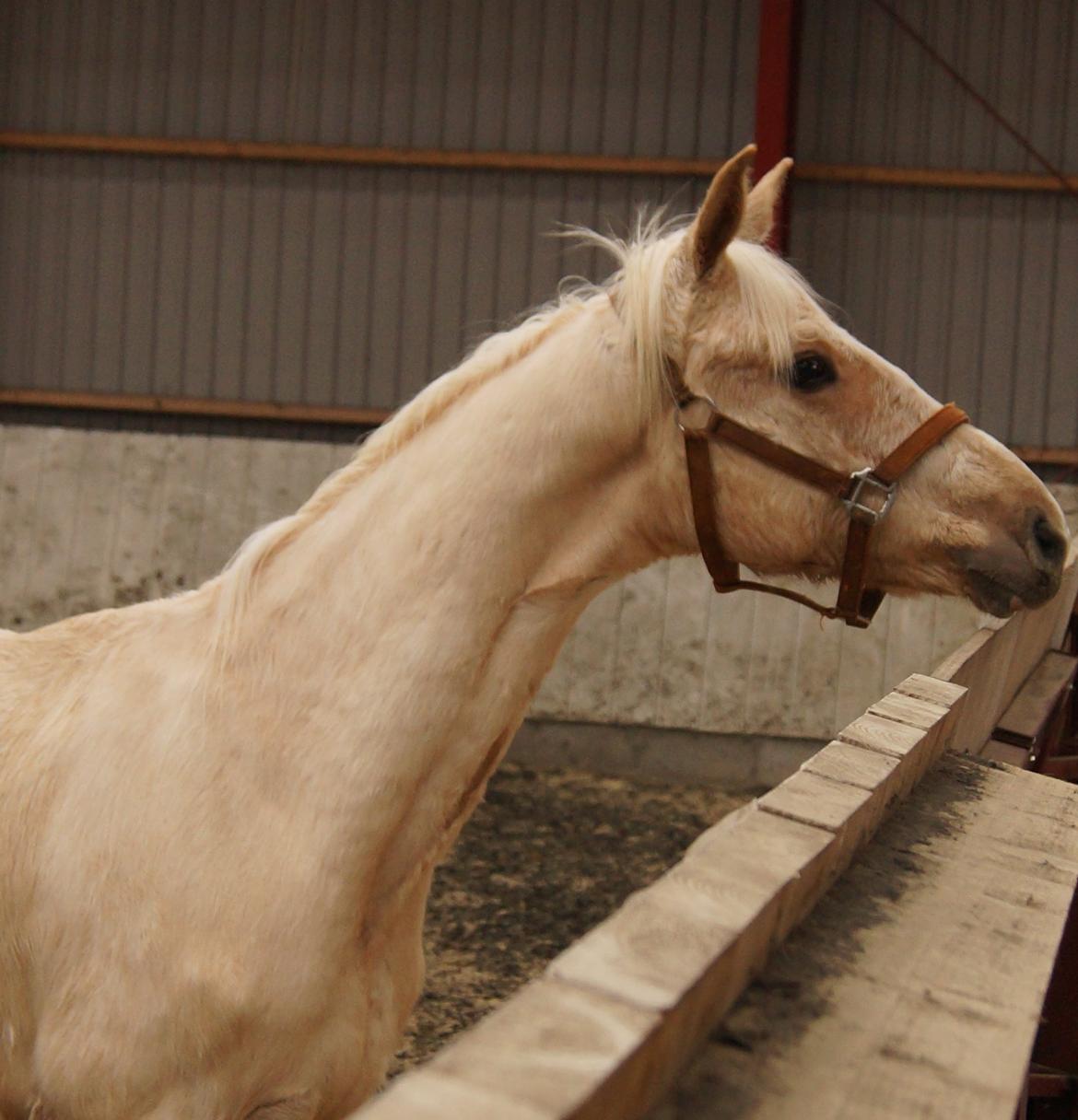 Palomino MOELLEAAENS GOLDEN OHIO billede 16