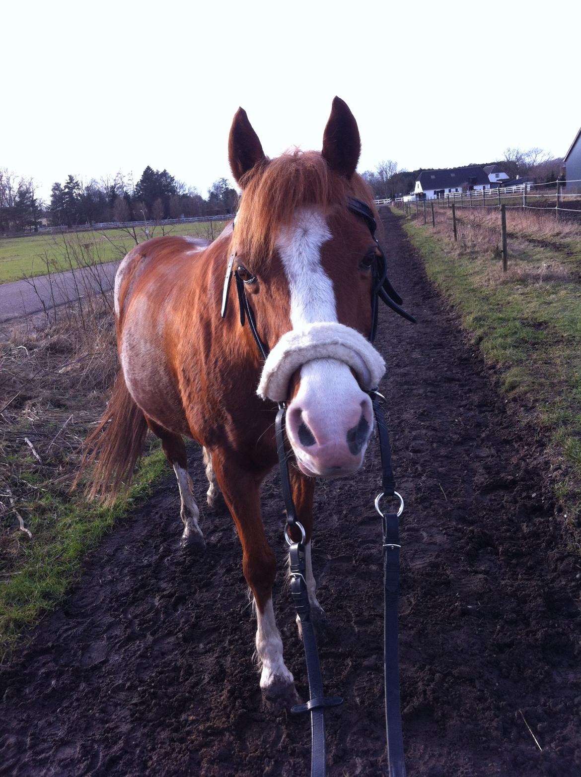 Anden særlig race Fireball VSR tidligere part billede 19