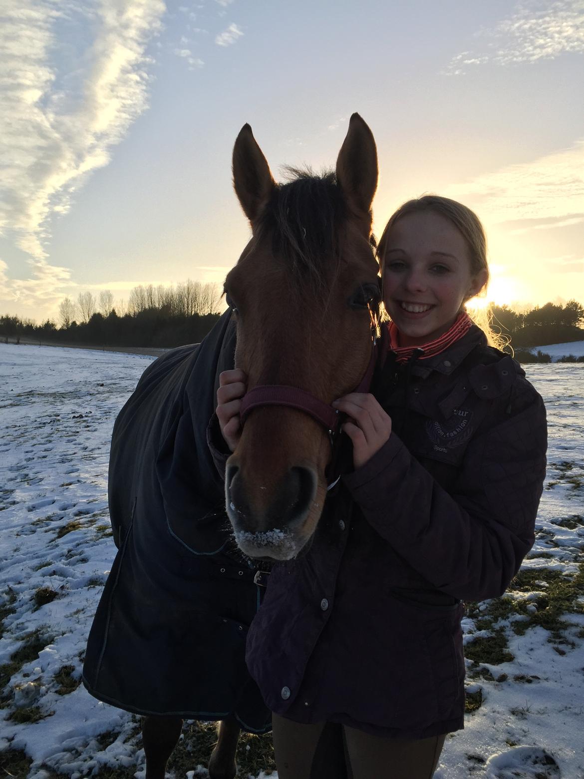 Anden særlig race Cheval Le Anton  - <3 billede 13