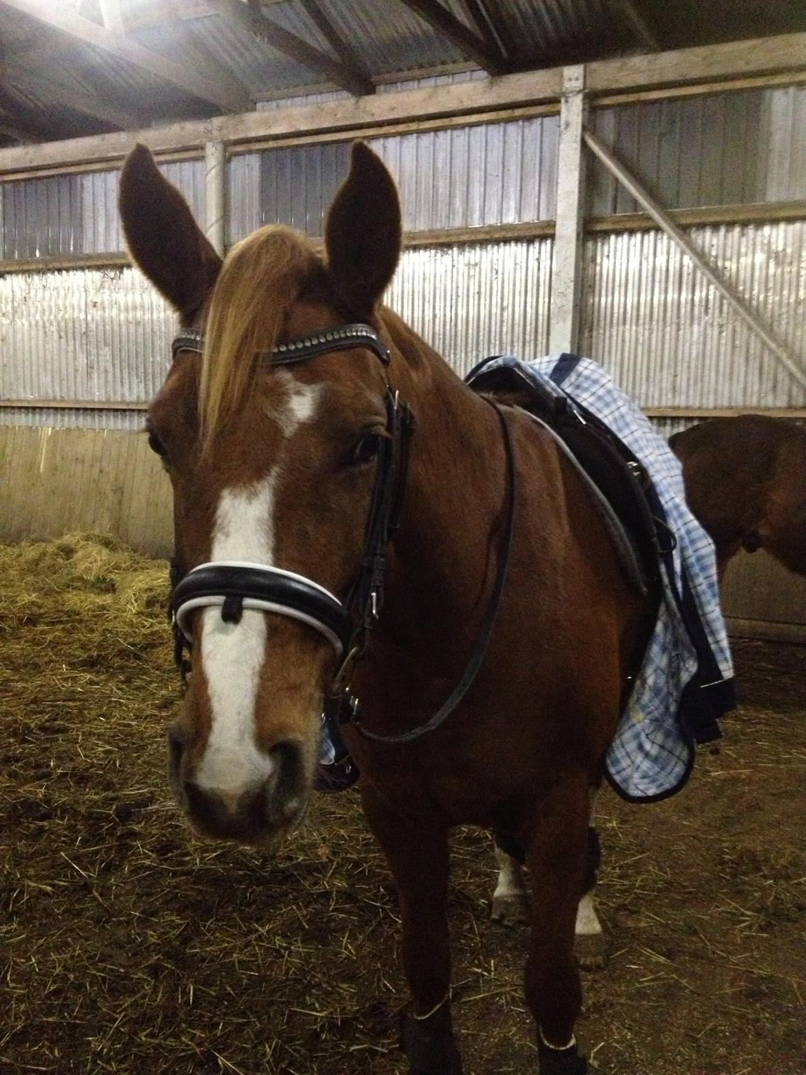 Dansk Varmblod Moselunds Chili billede 2