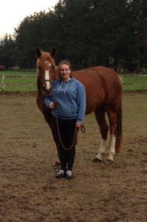 Dansk Varmblod Moselunds Chili billede 3