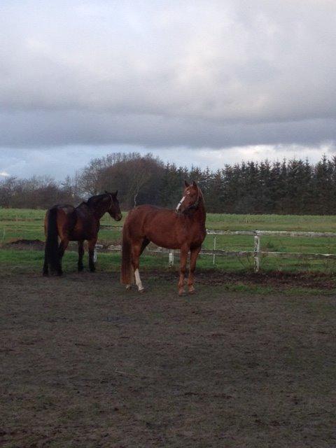 Dansk Varmblod Moselunds Chili billede 5