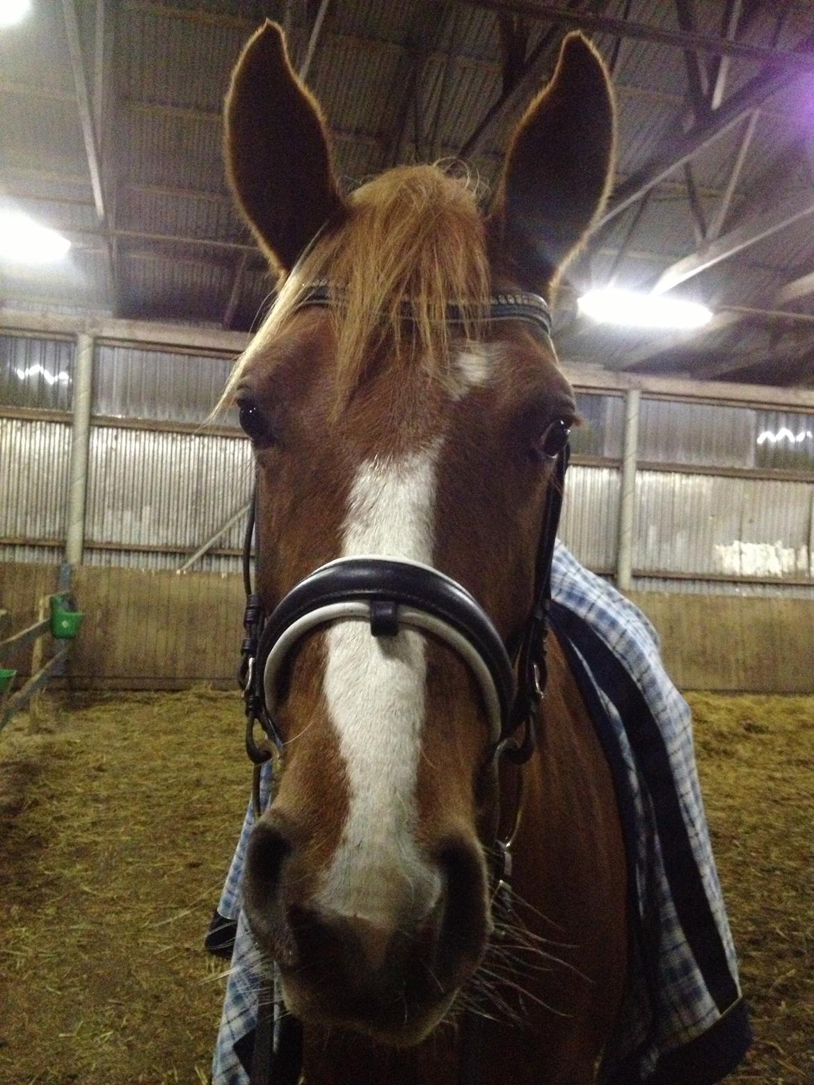 Dansk Varmblod Moselunds Chili billede 10