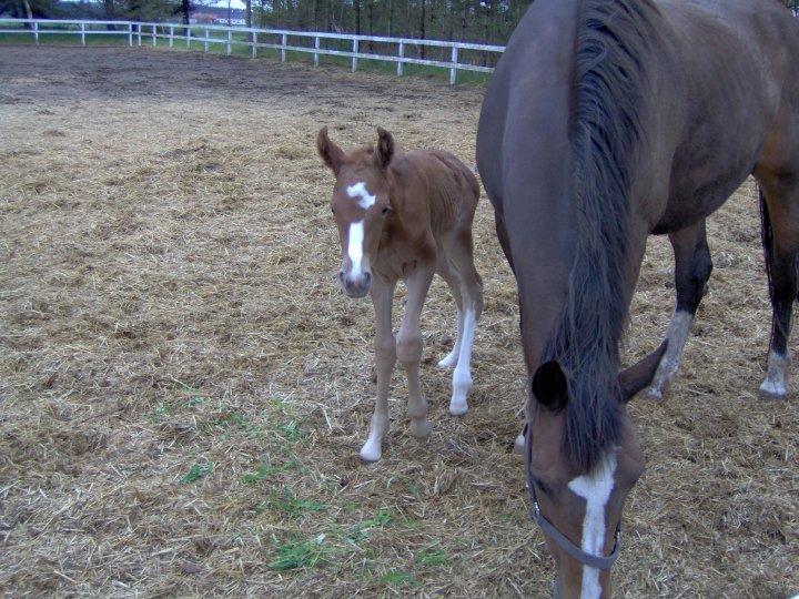 Dansk Varmblod Moselunds Chili - Chili Som Følle :) billede 11