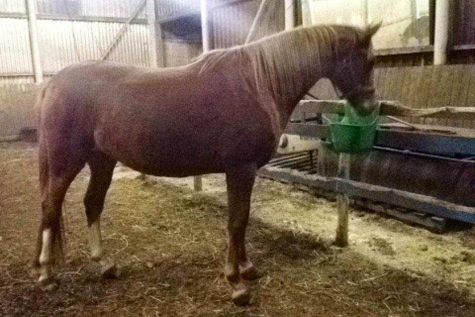 Dansk Varmblod Moselunds Chili - Første Dag Med hende..  billede 6