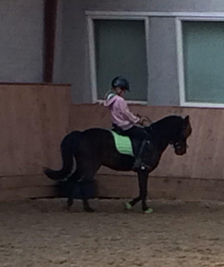 Anden særlig race Dennis (Sigge) billede 1