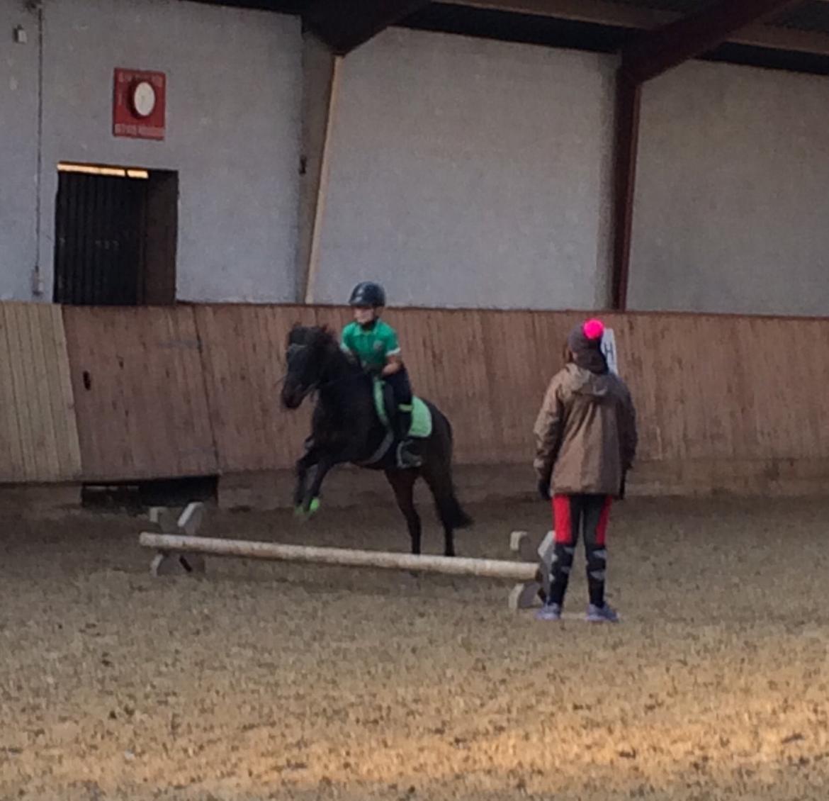 Anden særlig race Dennis (Sigge) billede 2