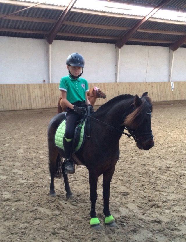 Anden særlig race Dennis (Sigge) billede 4