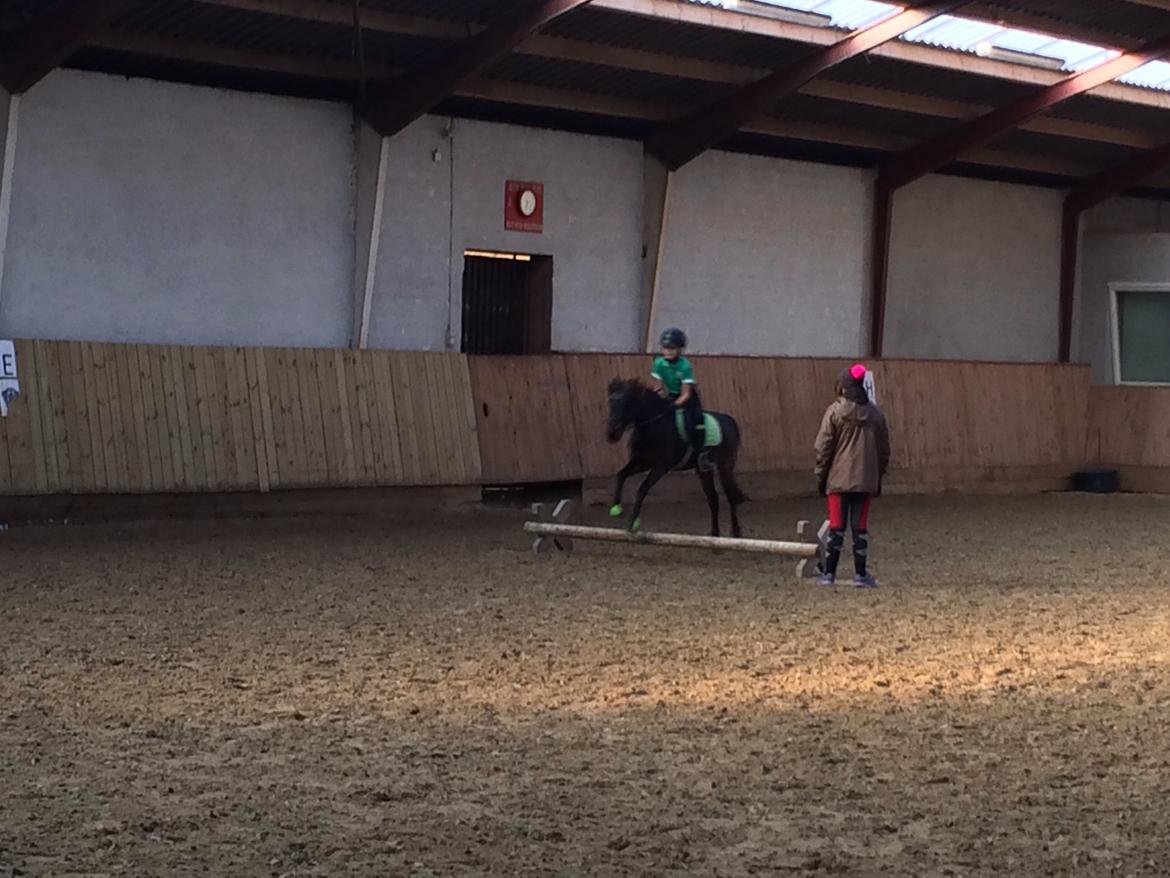 Anden særlig race Dennis (Sigge) billede 5
