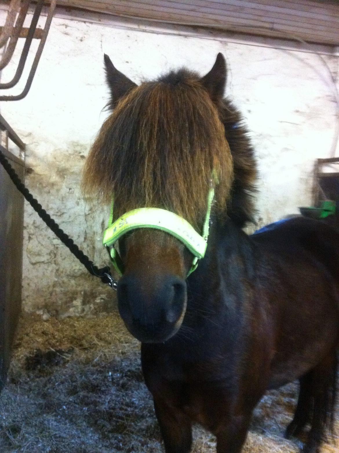 Anden særlig race Dennis (Sigge) billede 6