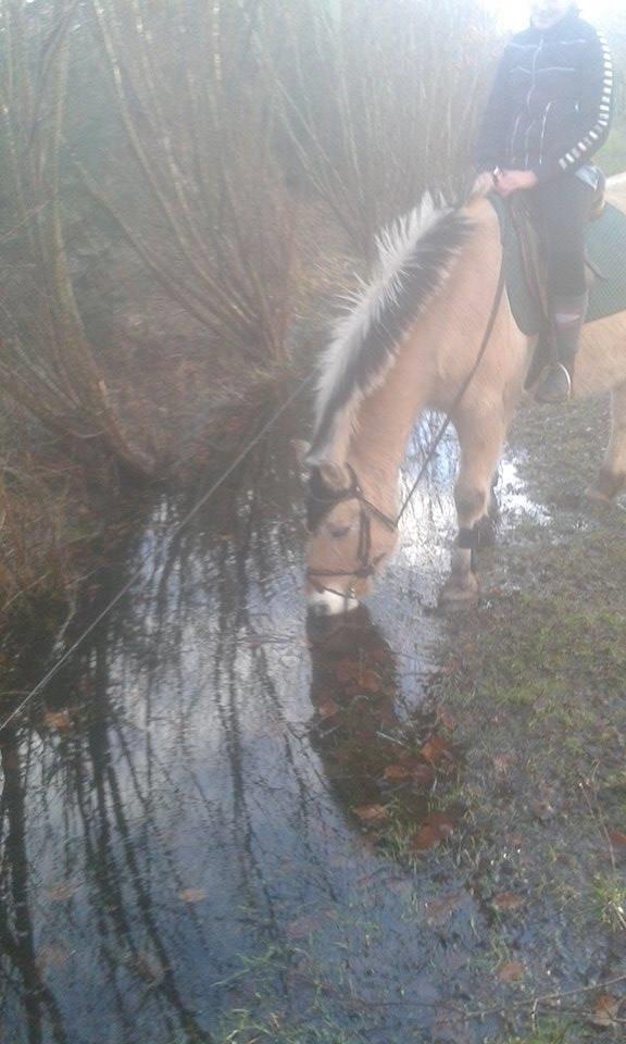 Fjordhest Toke - Drikker da lige-2015 :P billede 17
