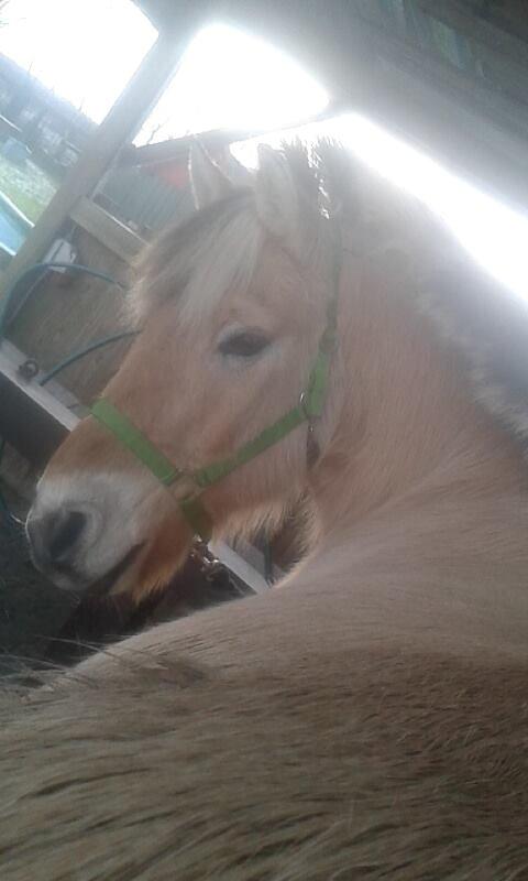 Fjordhest Toke - Såå nuttet <3 2015 billede 15