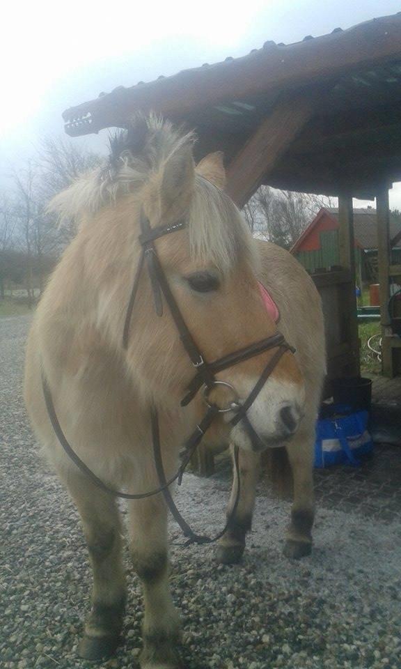Fjordhest Toke - Baaaasse <3 billede 16