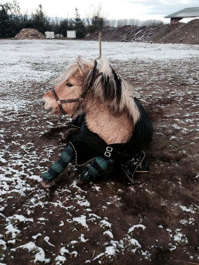 Fjordhest Frøkja - 2014 <3 billede 10